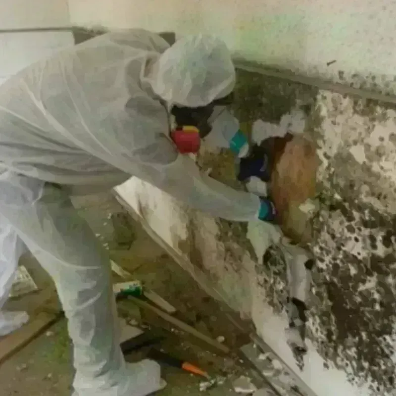 Mold Remediation and Removal in Cameron Park Colonia, TX